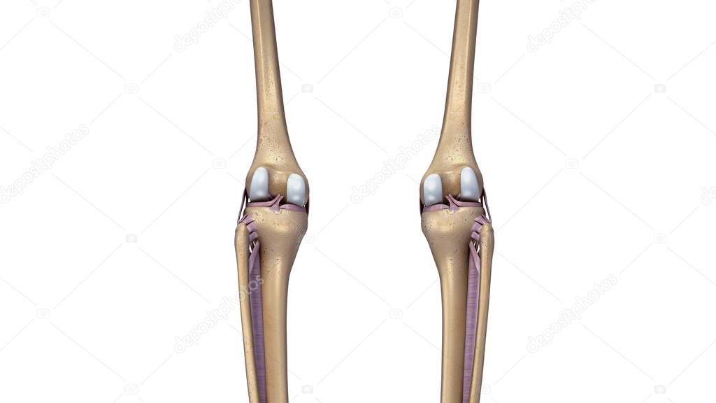 Skeleton Knees Joint 