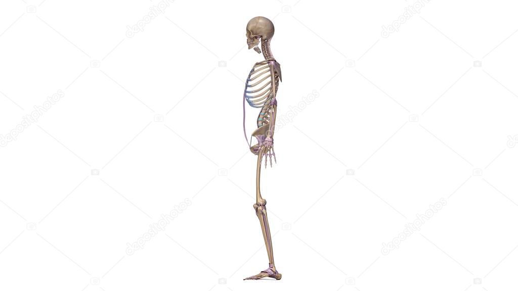 Skeleton with ligaments illustration