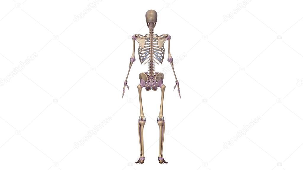 Skeleton with ligaments illustration