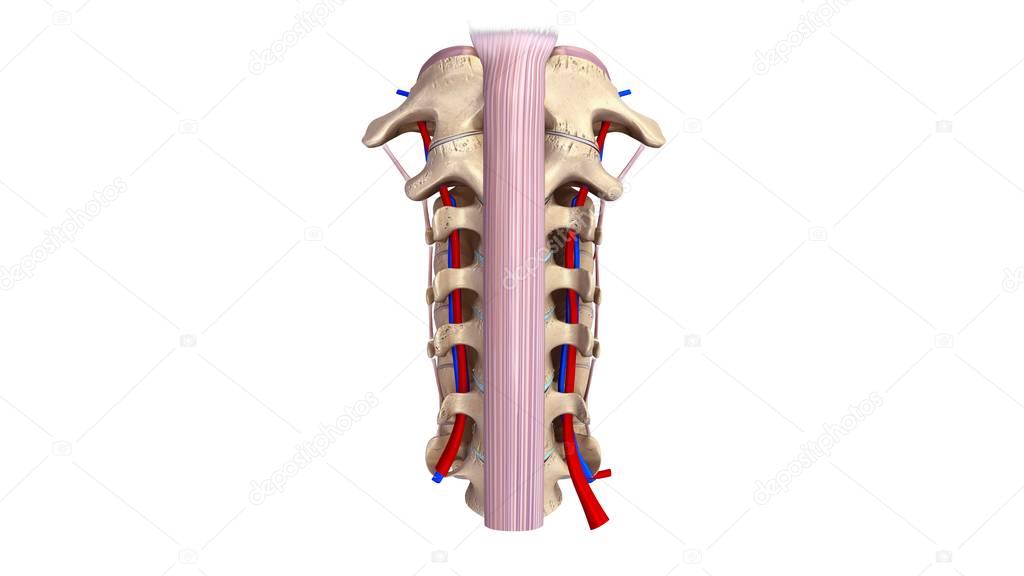 Cervicle vertebrae 3d