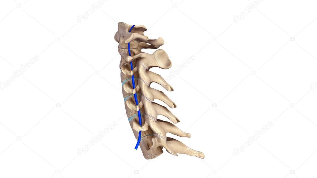 Cervicle vertebrae 3d