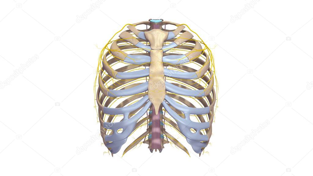 Ribs with Ligments and nerves