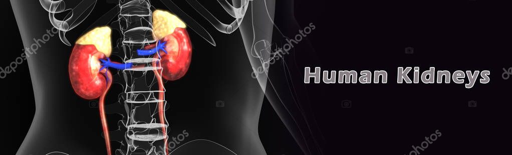 Human Kidneys, Human Anatomy — Stock Image Human Kidneys, Human Anatomy Royalty Free Stock Photos