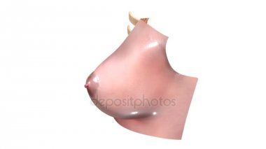 3D Anatomi kavramı 