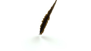 Beyaz arka plan üzerinde Laminarya 