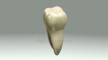 3D Anatomi kavramı 