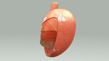 3D Anatomi kavramı 