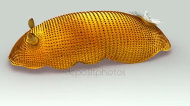 Doris beyaz arka plan üzerinde 