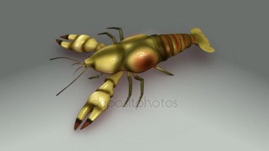 Astacus gri arka plan üzerinde 