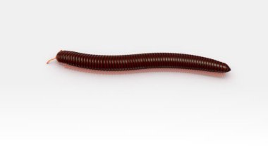 Lumbricus beyaz arka plan üzerinde 