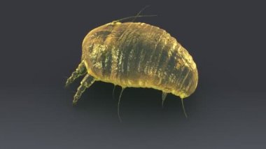 Lumbricus beyaz arka plan üzerinde 