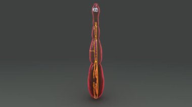 Lumbricus beyaz arka plan üzerinde 