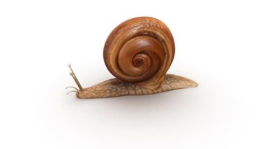 Lumbricus beyaz arka plan üzerinde 