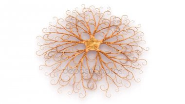 Lumbricus beyaz arka plan üzerinde 