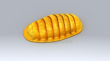 Lumbricus beyaz arka plan üzerinde 