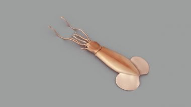 Lumbricus beyaz arka plan üzerinde 