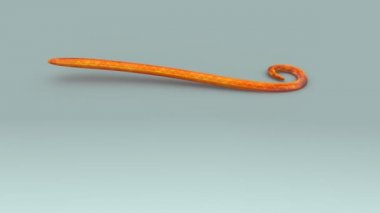 Lumbricus beyaz arka plan üzerinde 