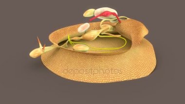 Lumbricus beyaz arka plan üzerinde 