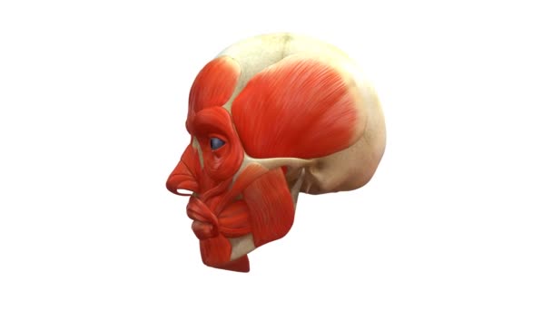 3D anatomie concept — Stockvideo