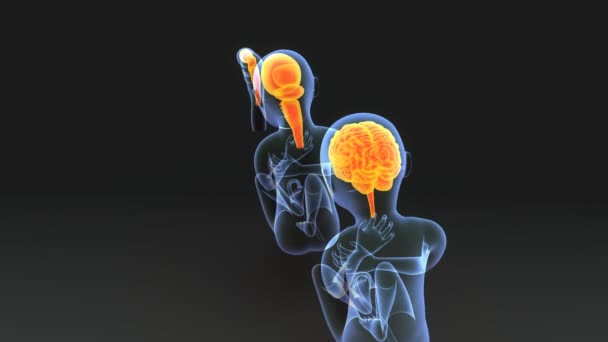 3D Anatomi kavramı — Stok video