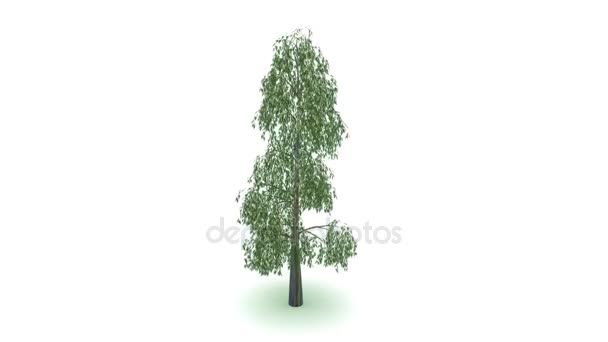 Eucalyptus sur fond gris  