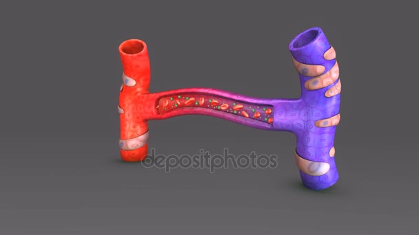 3D anatomi koncept — Stockvideo