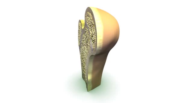 3D Anatomi kavramı — Stok video
