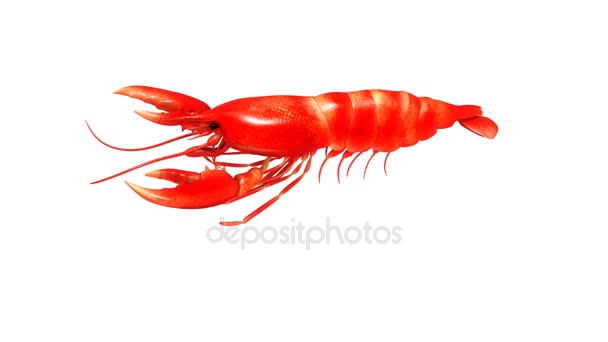 Lobsters em fundo branco — Vídeo de Stock