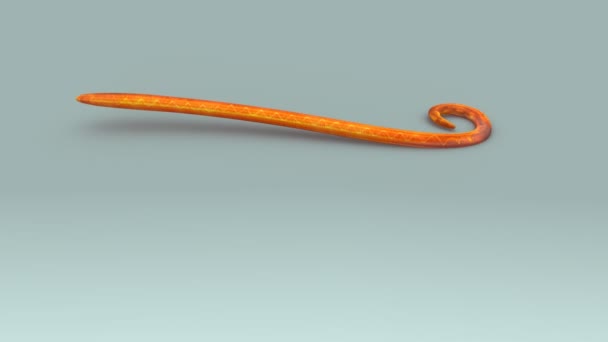 Lumbricus sur fond blanc  