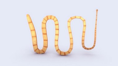 Gri arka plan üzerinde Taenia solium