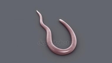 Lumbricus beyaz arka plan üzerinde 