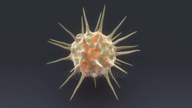 Siyah arka plan üzerinde Actinophrys
