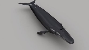 Balaenoptera gri arka plan üzerinde 