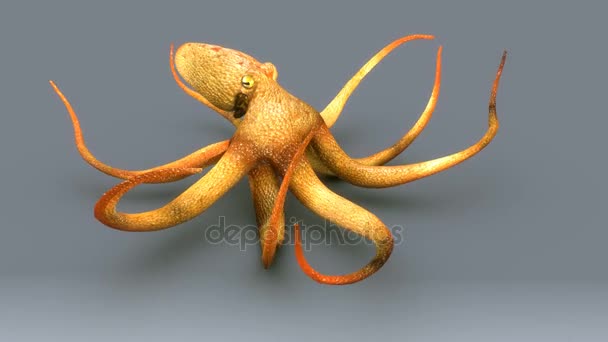 Wild Octopus op grijs — Stockvideo