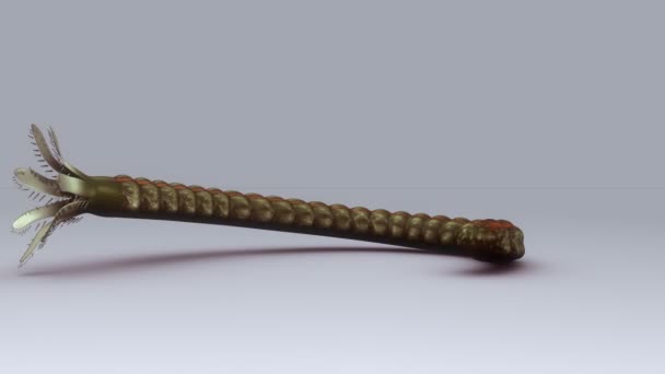 Synapta sur fond gris 