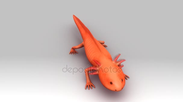 larve sauvage d'Axolotl 