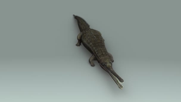 Wilder gavialis gangeticus — Stockvideo