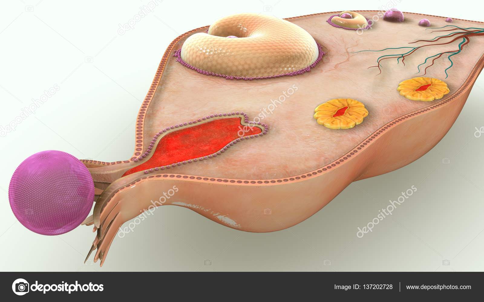3d Ovary Illustration Stock Photo Image By C Sciencepics 3d Ovary Illustration Stock Photo Image By C Sciencepics