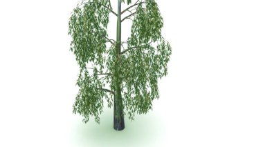 Okaliptüs gri arka plan üzerinde 