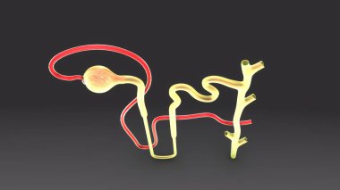 İdrar oluşumu illüstrasyon