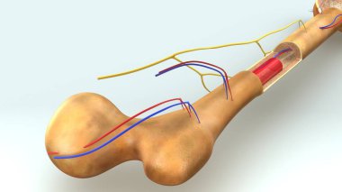  Kemik anatomi illüstrasyon