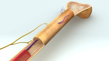  Kemik anatomi illüstrasyon