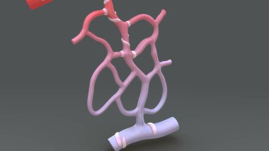 Kılcal Difüzyon illüstrasyon