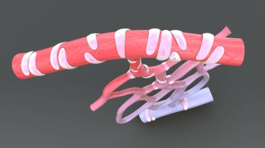 Kılcal Difüzyon illüstrasyon