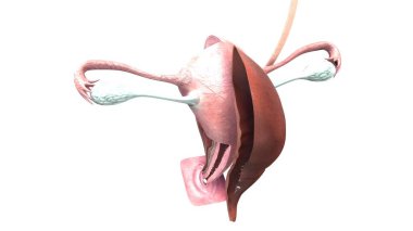 kadın üreme sistemi