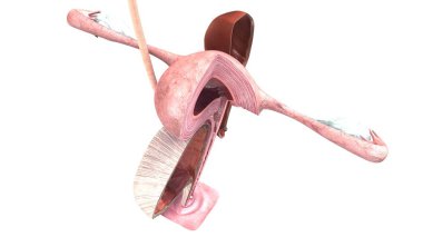 kadın üreme sistemi