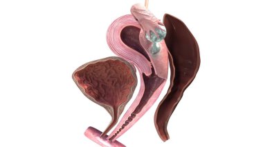 kadın üreme sistemi