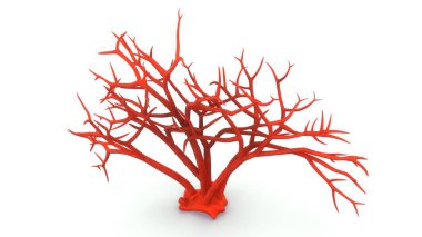 Beyaz arka planda Gigartina 