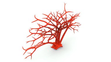 Beyaz arka planda Gigartina 