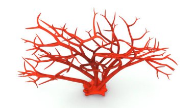 Beyaz arka planda Gigartina 